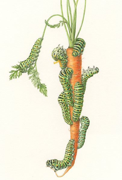 <strong>Creep carrot</strong>   14 x 11   watercolor on paper