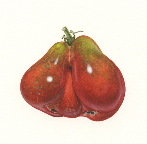 <strong>Mr. Big Nose</strong> <small>  A portrait of a heirloom tomato </small>  11 x 8 1/2