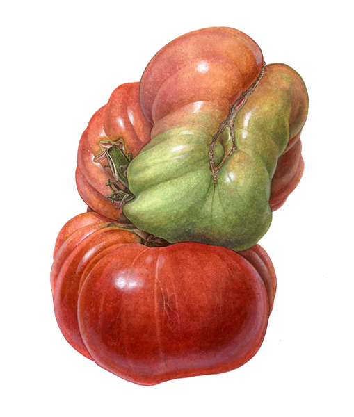 <strong>The thinker </strong><small> A portrait of a heirloom tomato </small>  14 x 11