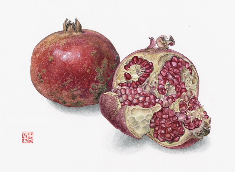 <strong>Pomegranate</strong>  
<small><em>Punica granatum</em>
7 1/2 x  9 1/2</small>
Watercolor on paper