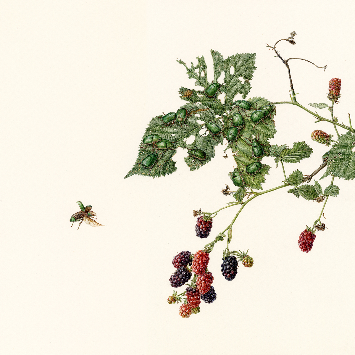 徒然の草　ブラックベリーとアオドウガネ　Turezure no kusa - Blackberry and beetles
 2020 / Watercolor on paper / 35 x 35 cm