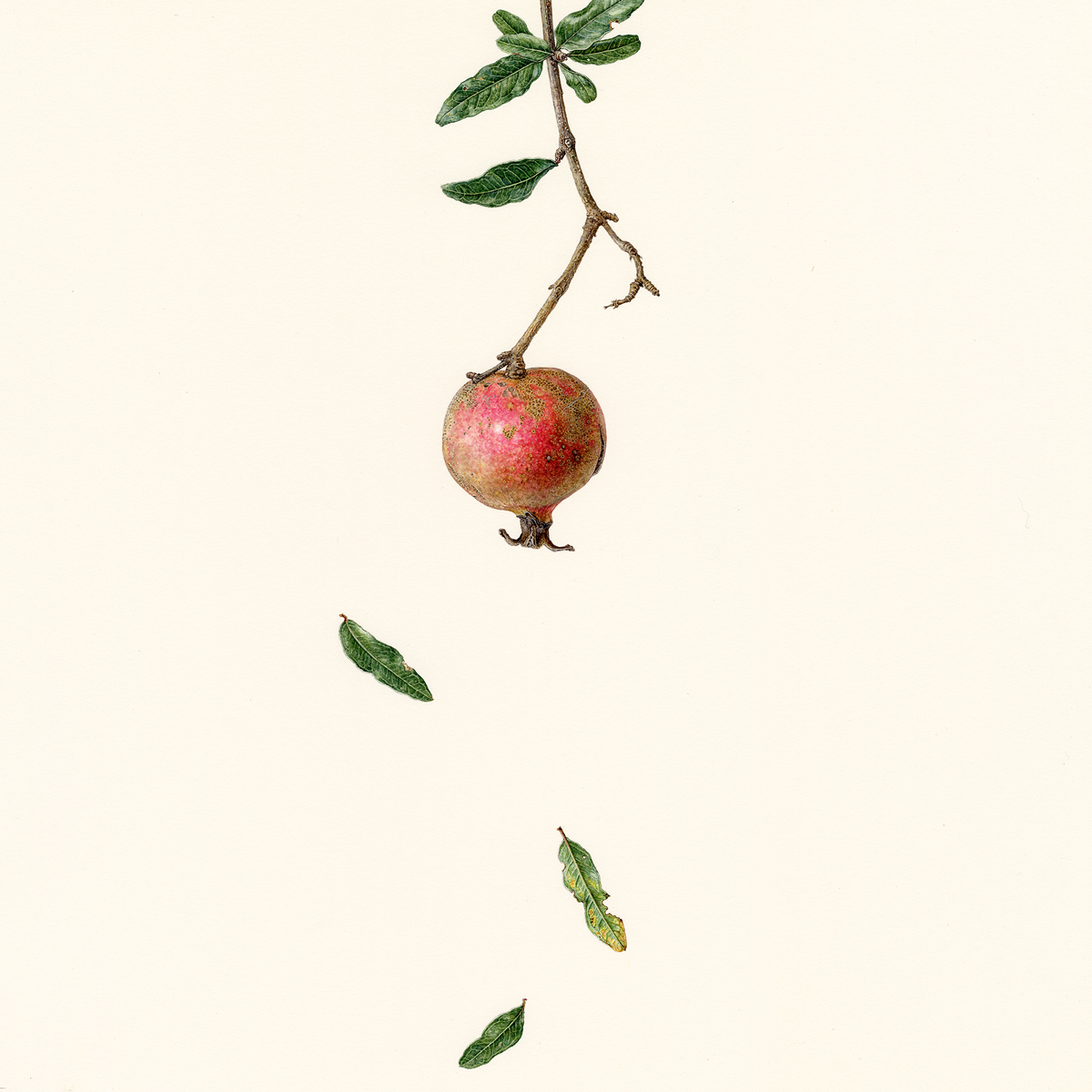 徒然の草　柘榴　Turezure no kusa - Pomegranate
 2020 / Watercolor on paper / 35 x 35 cm