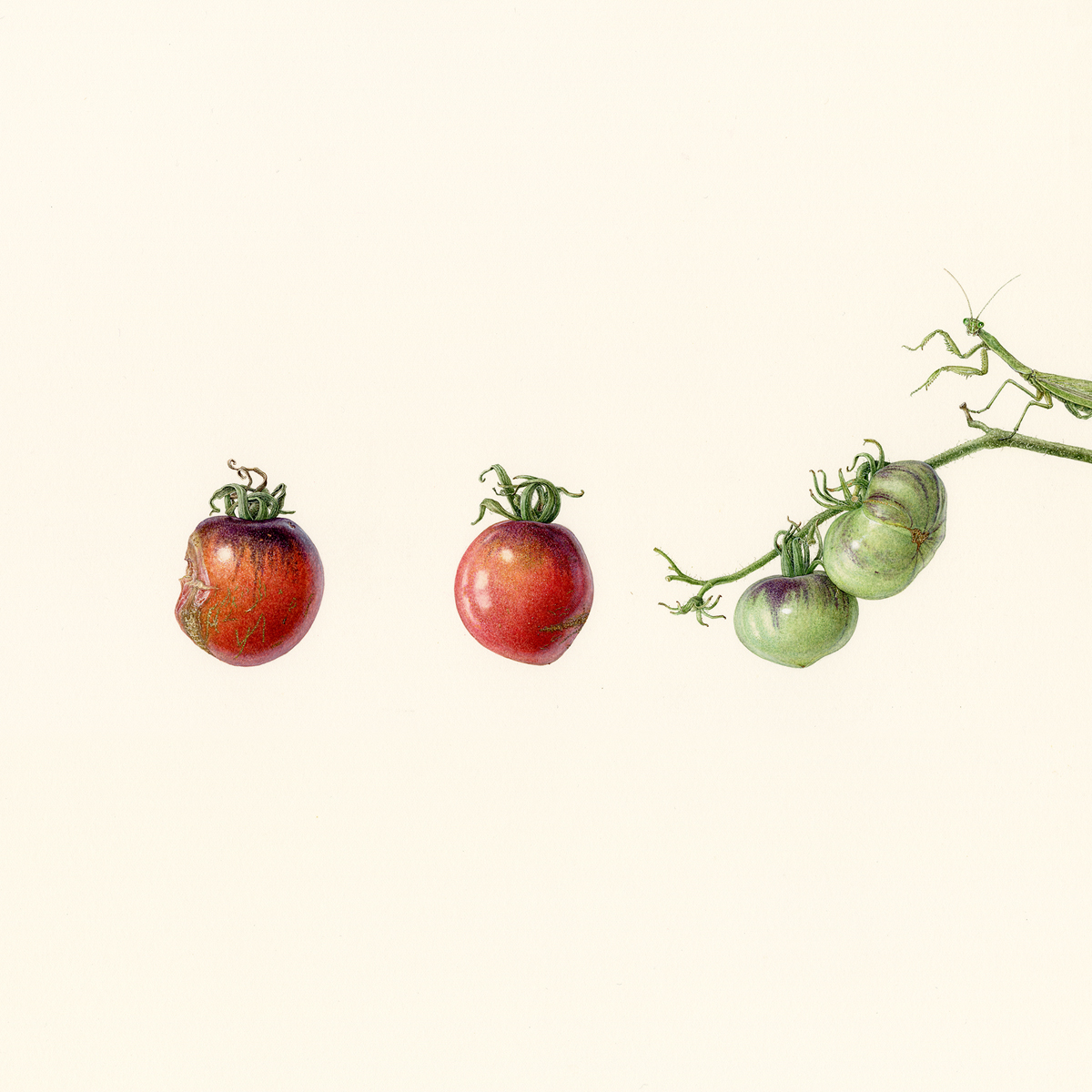 徒然の草　トマトと蟷螂　Turezure no kusa - Tomatoes and a praying mantis
 2020 / Watercolor on paper / 35 x 35 cm