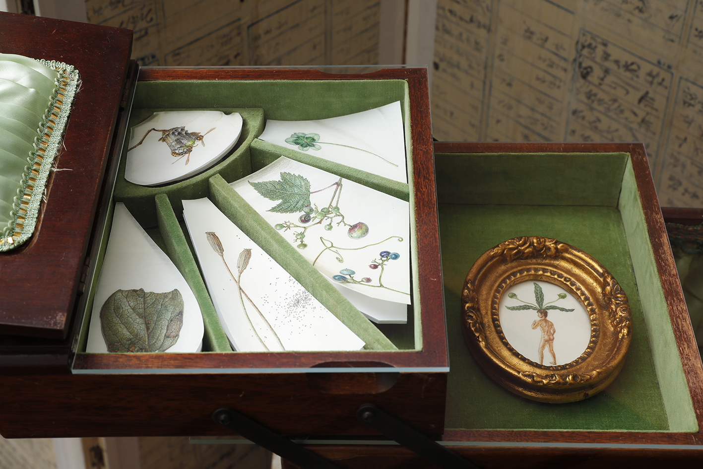 A sawing box of curiosities
